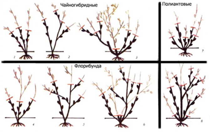 Выращивание парковых роз: советы опытных цветоводов
