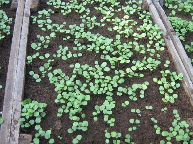 Выращивание виолы на приусадебном участке: советы и правила