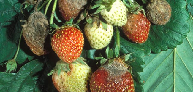 Ягоды, пораженные серой гнилью