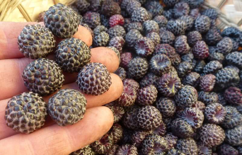 Ягоды сорта Кумберленд активно используются для переработки и употребления в свежем виде