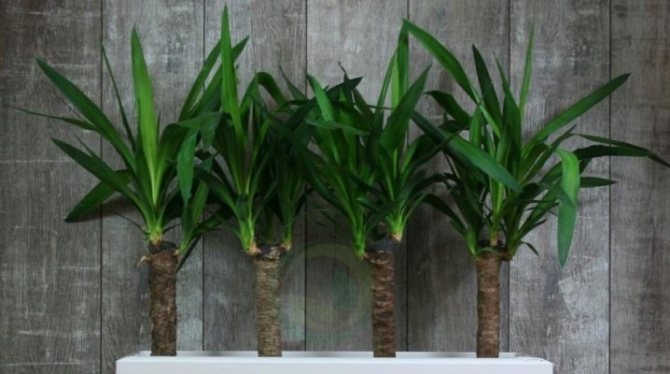 Юкка комнатная: уход в домашних условиях, пересадка и размножение, формирование кроны, болезни, фото