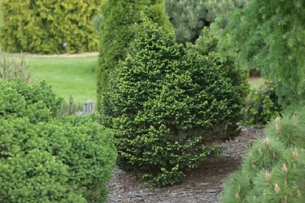 зеленый кустарник