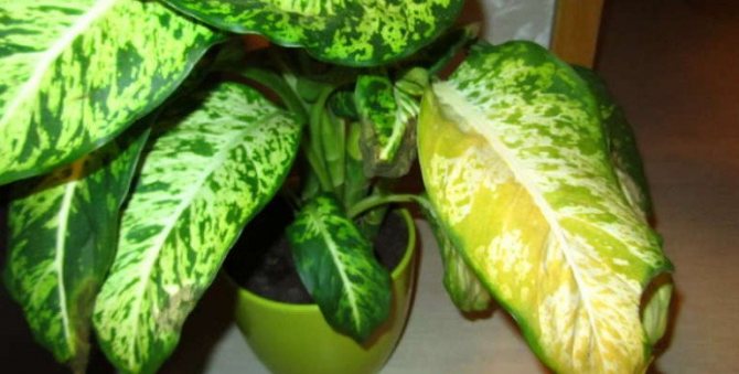 Желтеют листья у диффенбахии