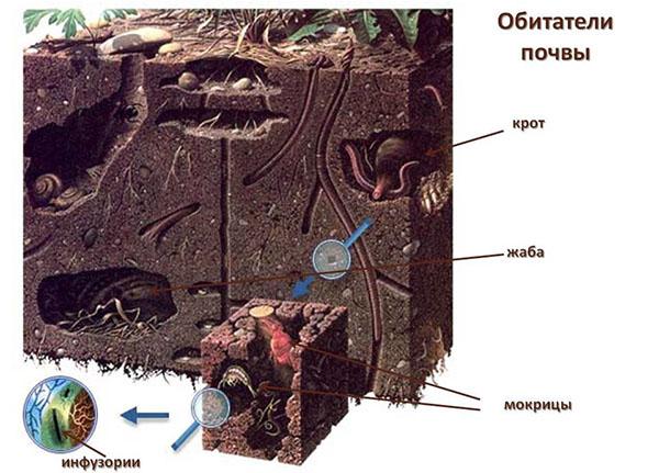 жители почвы